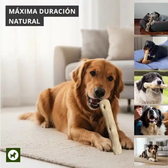 Palo Masticable Madera Café Perro Resistente Antisarro L