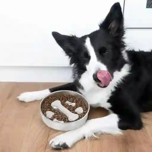 Comedero Anti Ahogo Steelbite