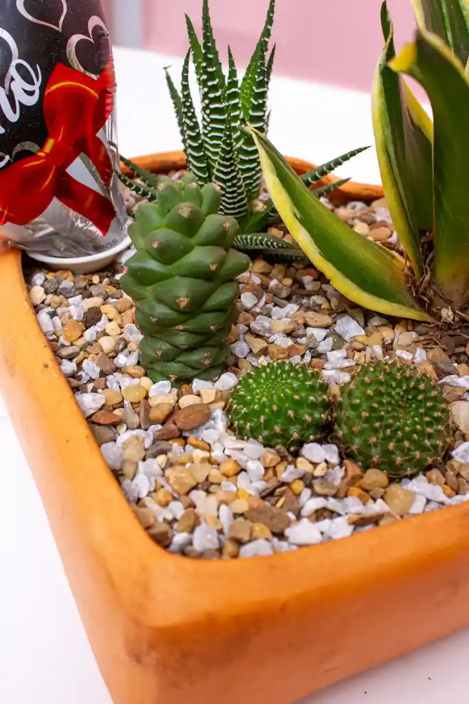 Terrario De Cactus Y Suculentas En Matera De Forma De Corazón