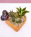 Terrario De Cactus Y Suculentas En Matera De Forma De Corazón