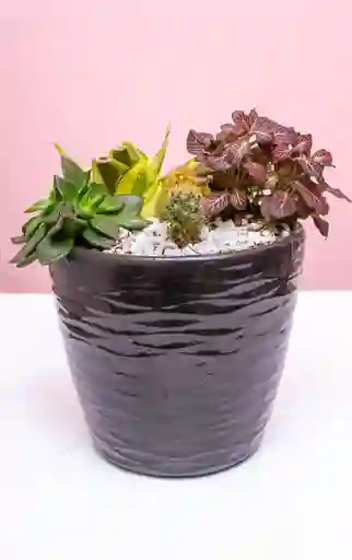 Jardin Mini Cactus Suculentas Y Abre Caminos
