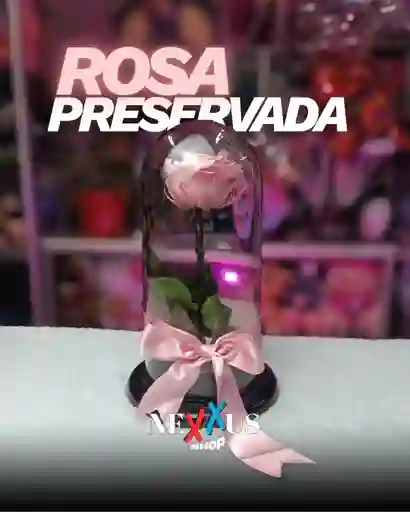 Rosa Preservada