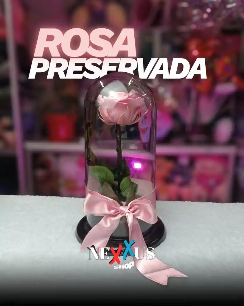 Rosa Preservada