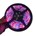 Luces Led 10 Metros Rgb Básica Con Control