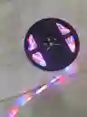 Luces Led 10 Metros Rgb Básica Con Control