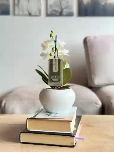 Orquídea Mini Blanca En Matera De Cerámica