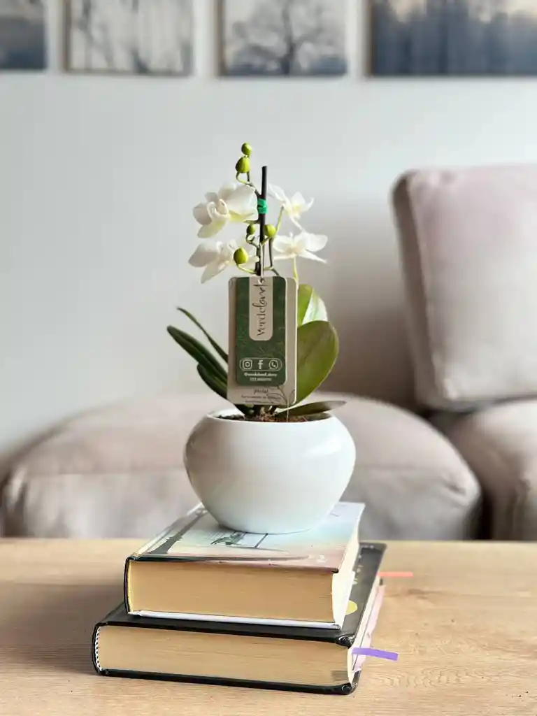 Orquídea Mini Blanca En Matera De Cerámica