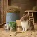 Combo Heno Pangola - El Galpon 5.8.