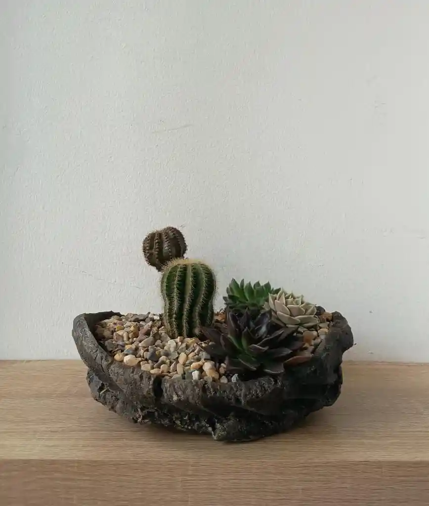 Jardín De Cactus Y Suculentas