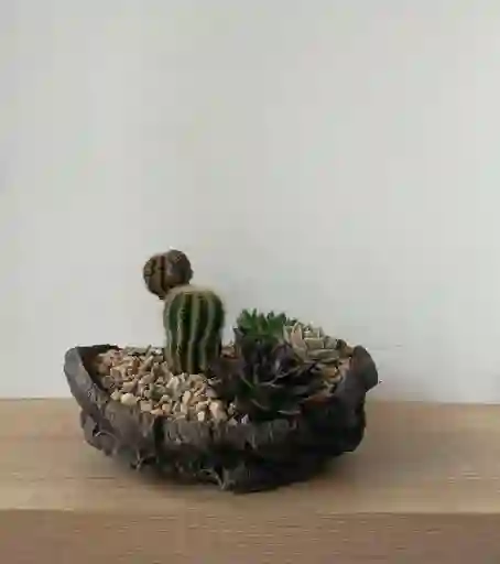 Jardín De Cactus Y Suculentas
