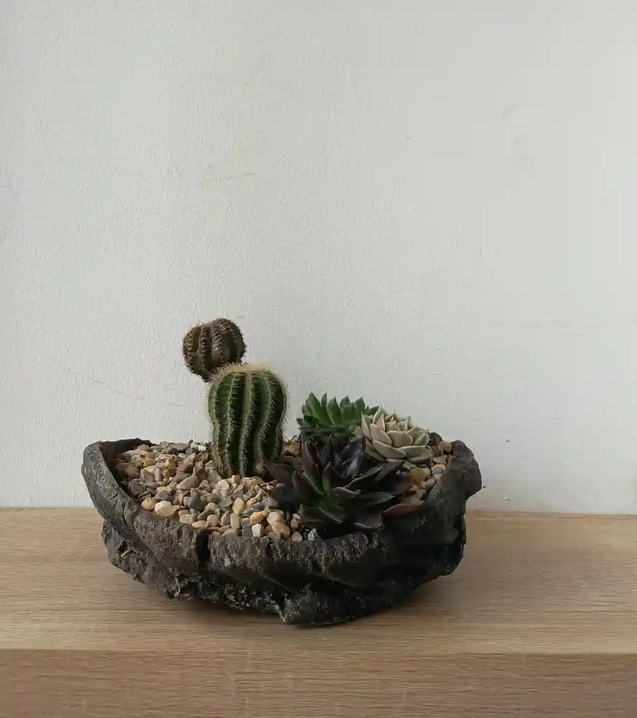 Jardín De Cactus Y Suculentas