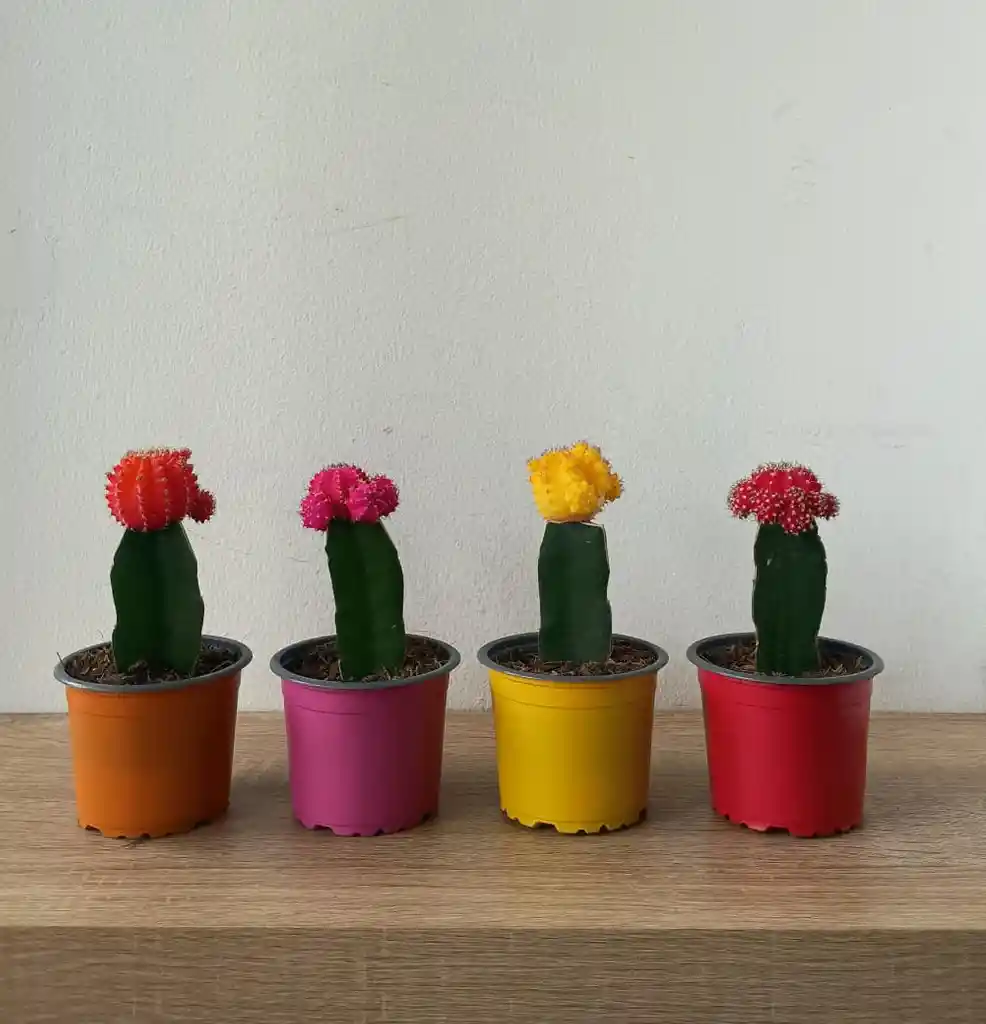 Cactus Coreano