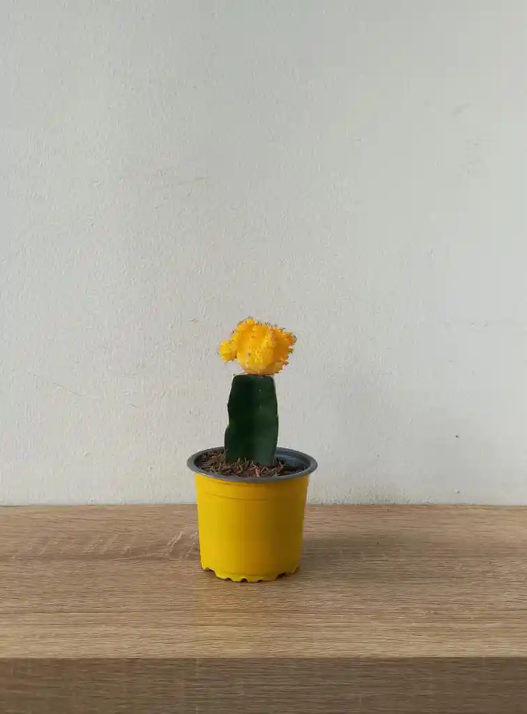 Cactus Coreano