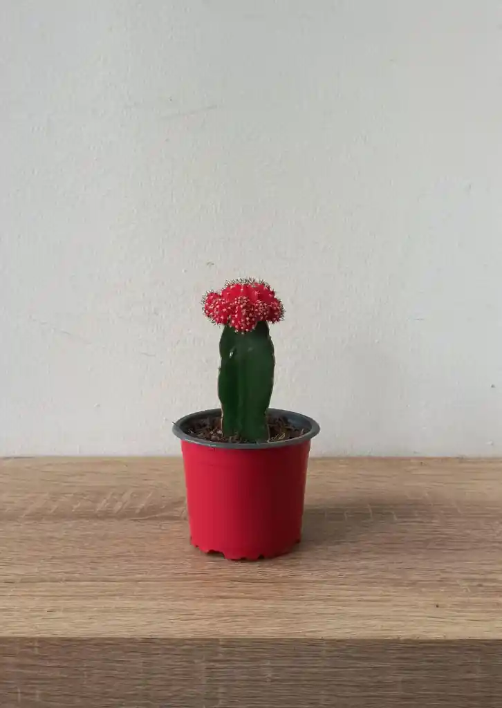 Cactus Coreano