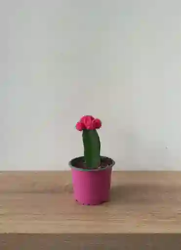 Cactus Coreano
