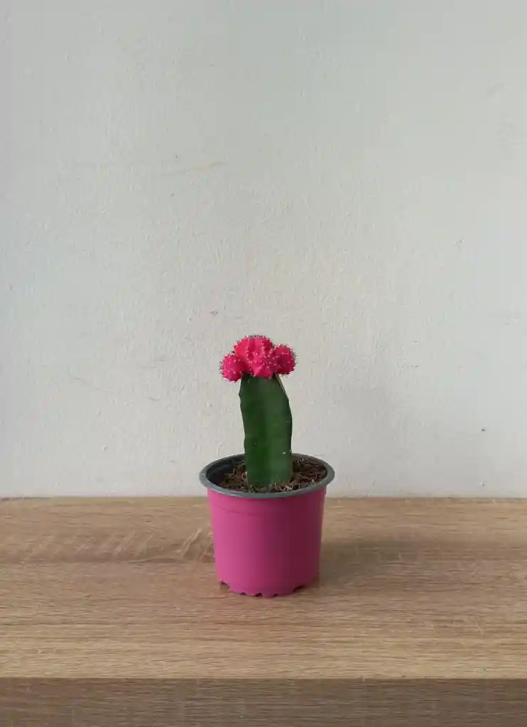 Cactus Coreano