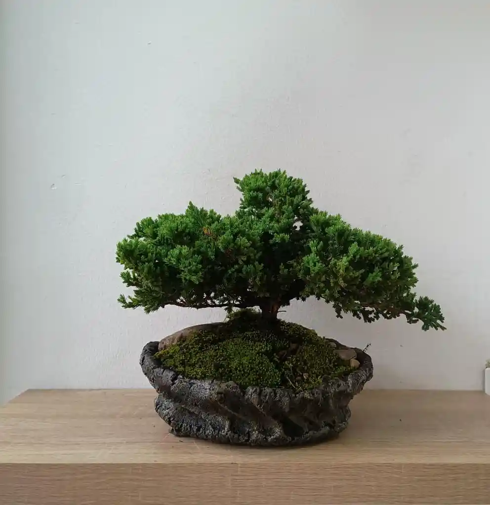 Bonsai Pino Rastrero