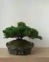 Bonsai Pino Rastrero