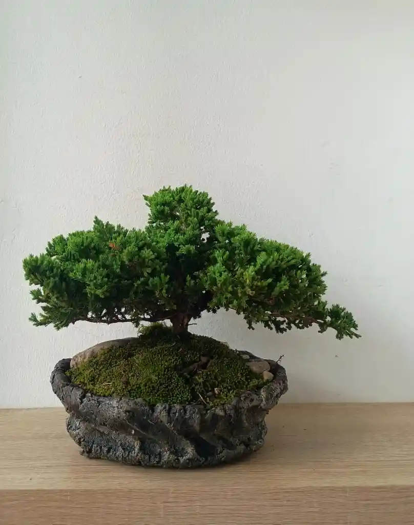 Bonsai Pino Rastrero