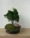 Bonsai Pino Pequeño