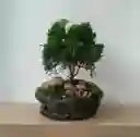 Bonsai Pino Pequeño