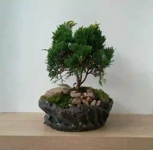 Bonsai Pino Pequeño