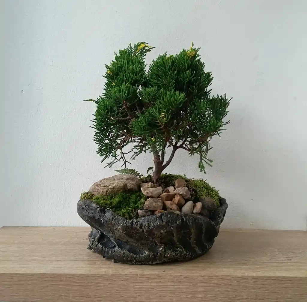 Bonsai Pino Pequeño