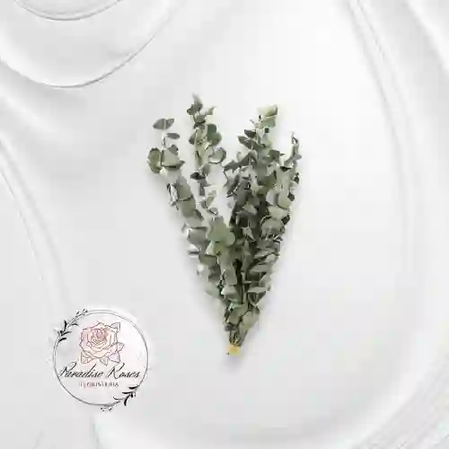 Eucalipto Baby Seco Natural