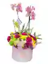 Esplendor De Orquídeas