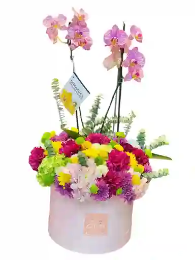 Esplendor De Orquídeas