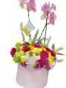 Esplendor De Orquídeas