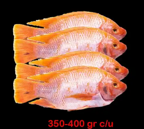 Pack 4 Mojarras Limpias X 350 – 400 Gr C/u