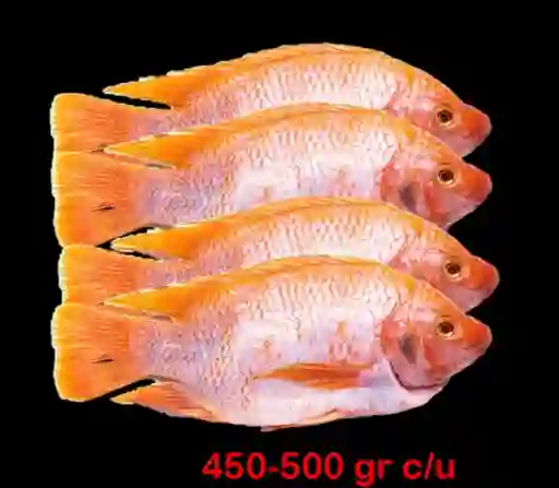 Pack 4 Mojarras Limpias X 450 – 500 Gr C/u