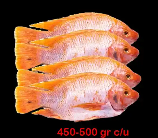 Pack 4 Mojarras Limpias X 450 – 500 Gr C/u