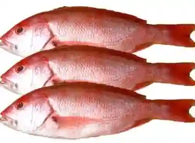 Pargo Platero Pack 3 Unidades De 550 – 600 Gramos C/u