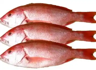 Pargo Platero Pack 3 Unidades De 550 – 600 Gramos C/u