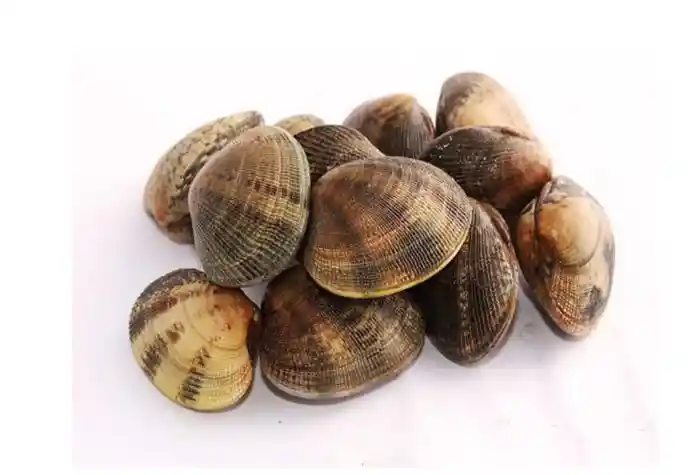 Almeja En Concha Paquete X 500 Gramos