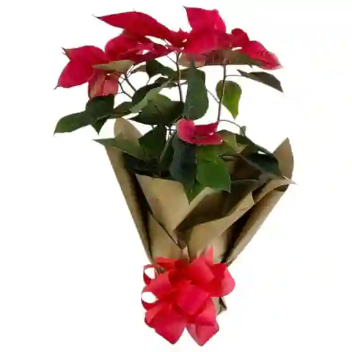 Poinsettia