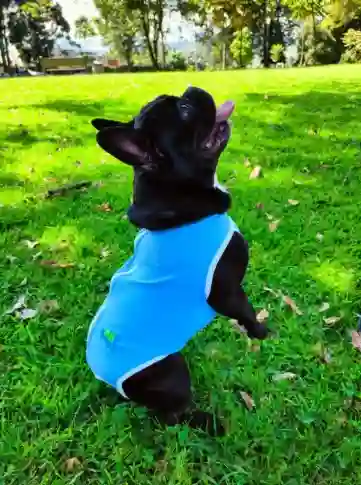 Faja Postoperatoria De Recuperacion Para Mascota Talla Ml (11 A 14kg)