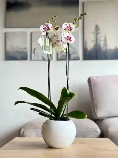 Orquídea Premium Shangai + Matera De Cerámica