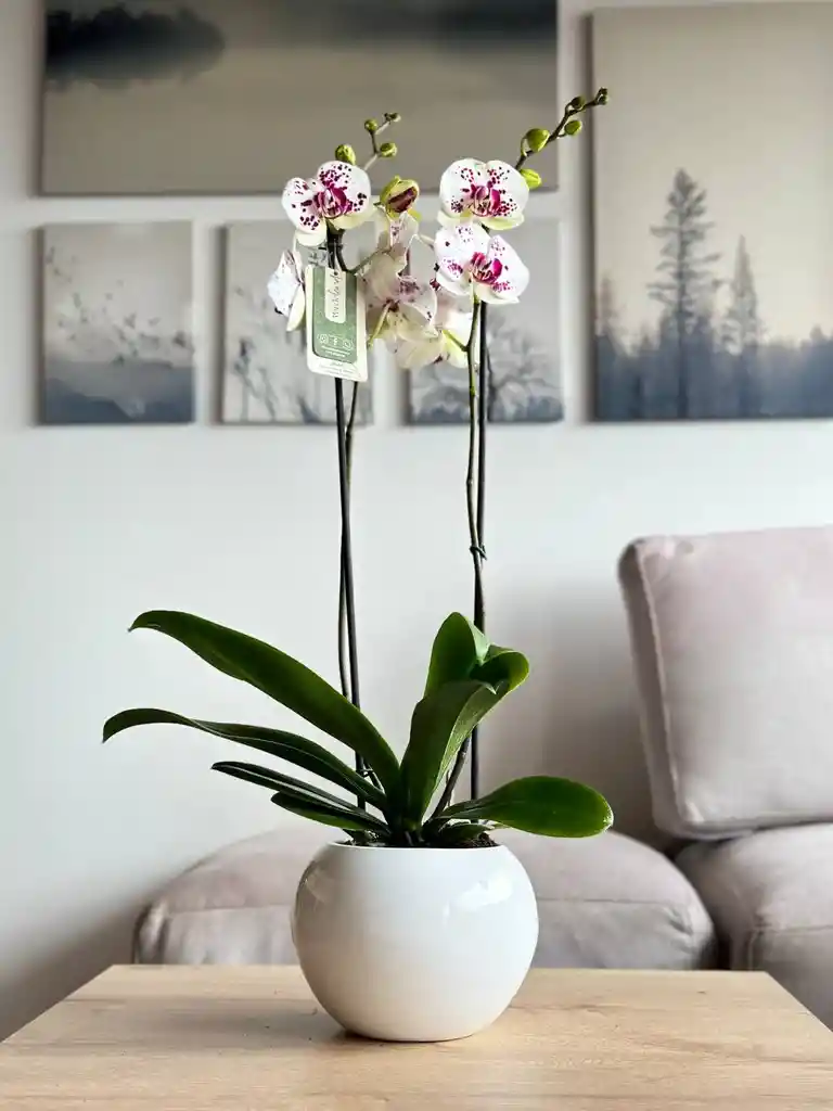 Orquídea Premium Shangai + Matera De Cerámica