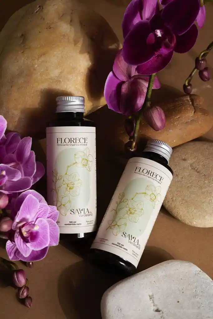 Orquídea Morada Premium + Maceta+ Vitaminas