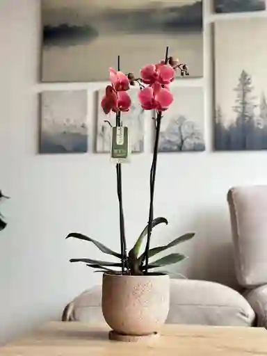 Orquídea Premium Salmón + Matera + Plato