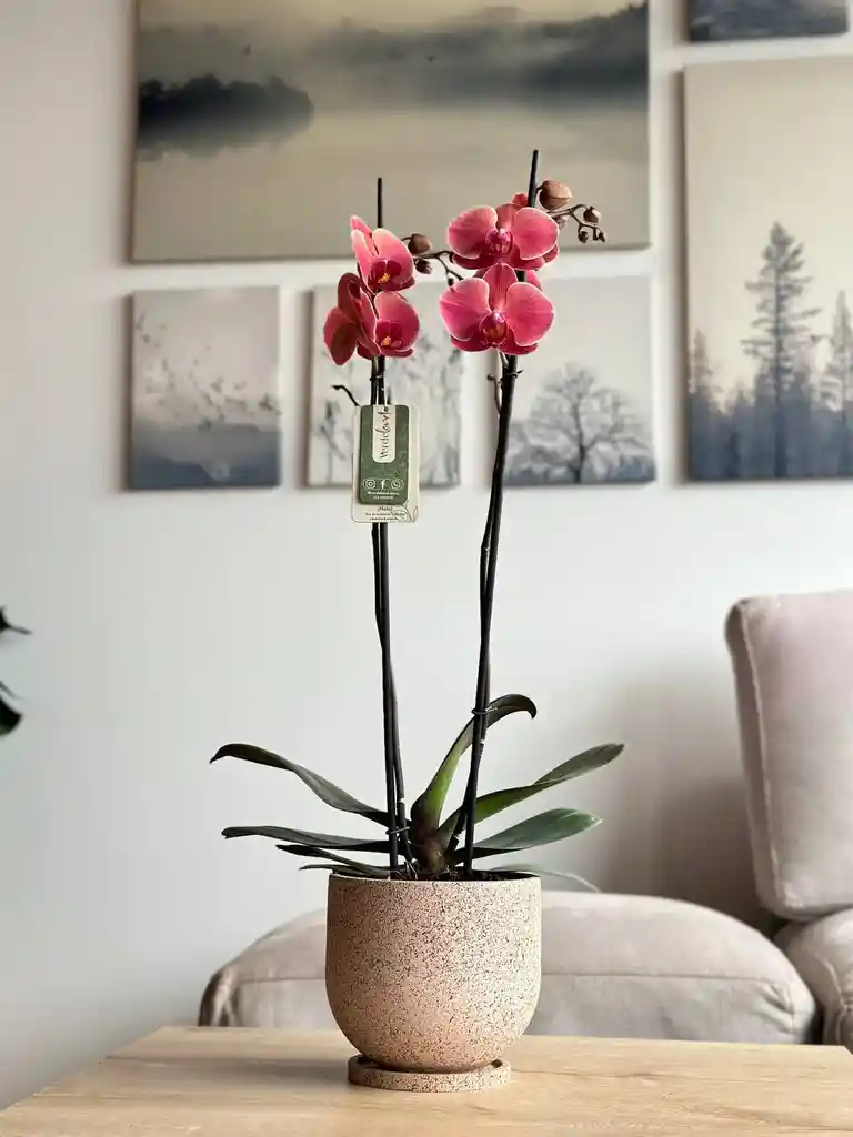 Orquídea Premium Salmón + Matera + Plato