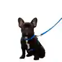 Correa Viajera Color Azul Para Mascota Talla M