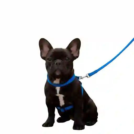 Correa Viajera Color Azul Para Mascota Talla M