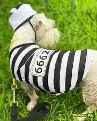Disfraz De Preso Mascota