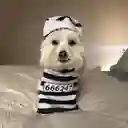 Disfraz De Preso Mascota