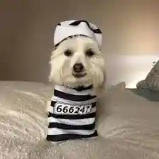 Disfraz De Preso Mascota