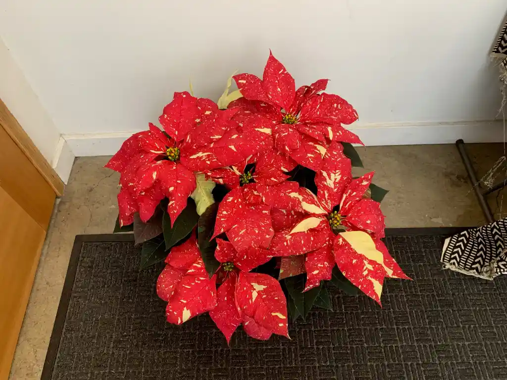 Poinsettia Premium Jingle Bell Rock - Flor De Navidad